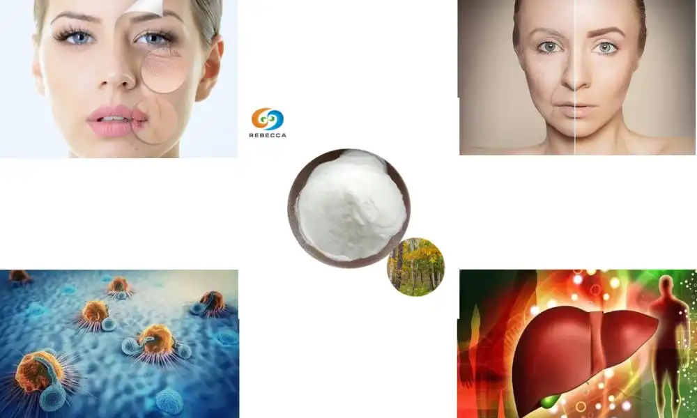 What Are the Healing Properties of Birch Bark Powder?